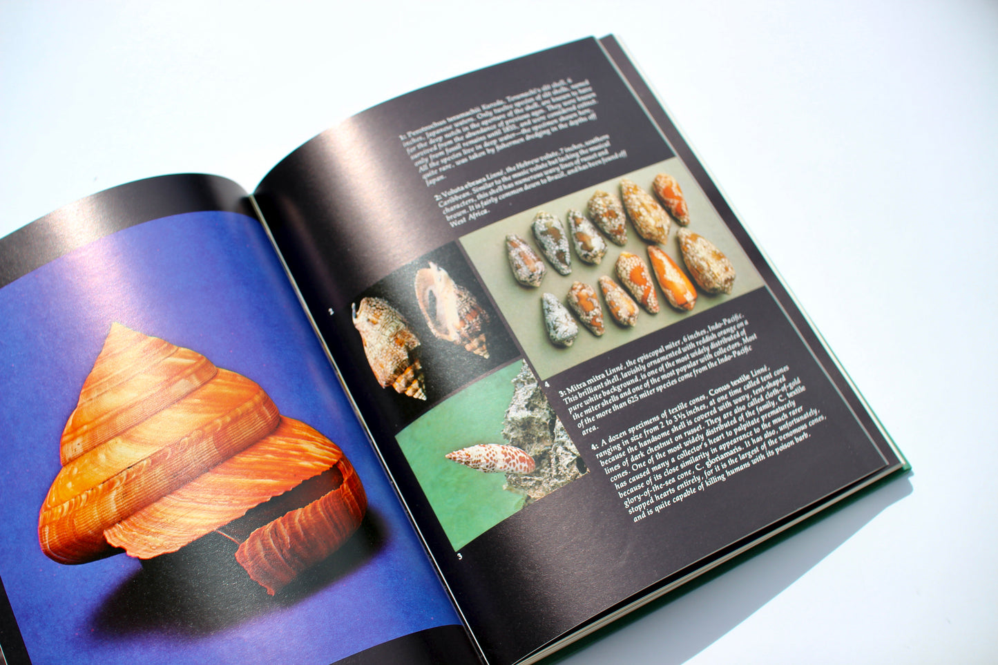 'Shells: Treasures from the Sea' book