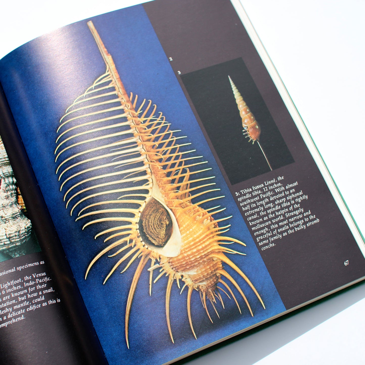 'Shells: Treasures from the Sea' book
