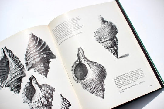 'Shells: Treasures from the Sea' book